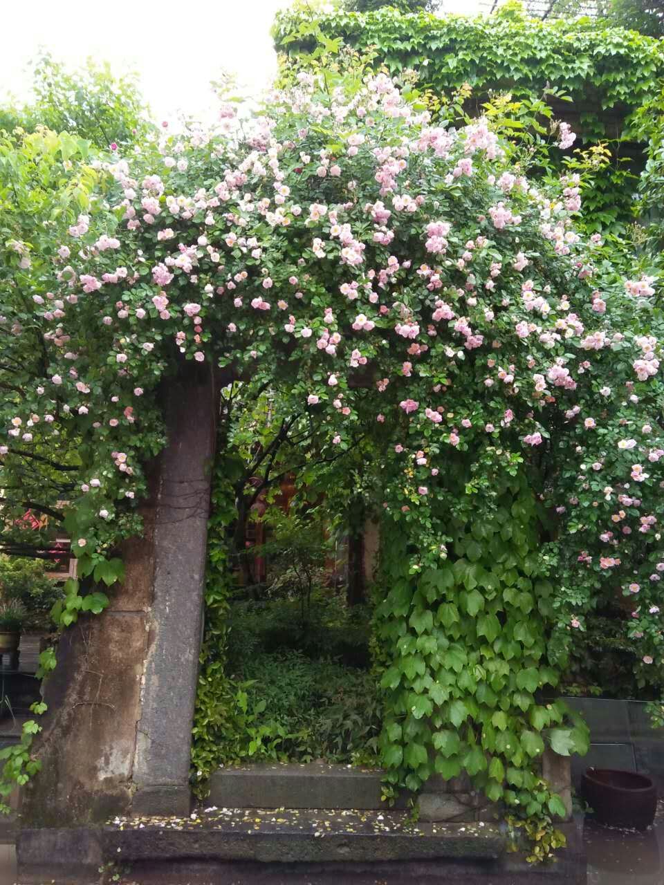 桐廬蘆茨灣恩典民宿/預(yù)定